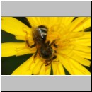 Lasioglossum leucozonium - Furchenbiene w05d 10mm - Teverener Heide det.jpg